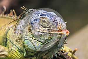 Green Iguana