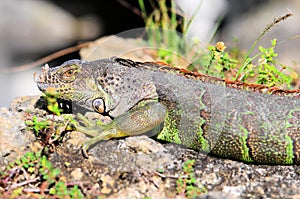 Green iguana