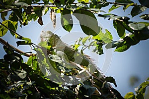 Green iguana