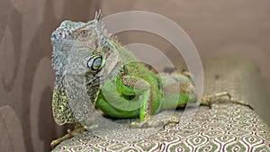 Green iguana