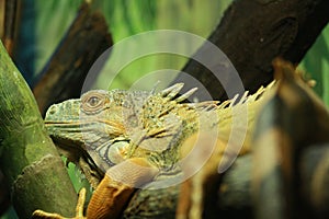 Green Iguana