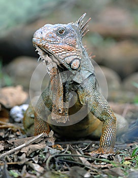 Green iguana adult,guanacaste,costa rica