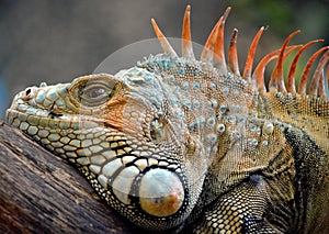 The green iguana also known as the American iguana