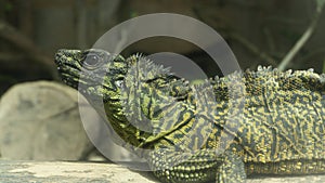 The green iguana also known as the American iguana