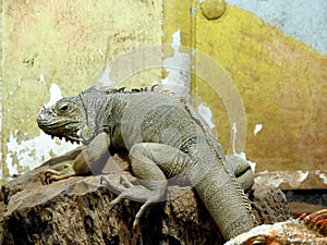 The green iguana, also known as the American iguana or the common green iguana, large, arboreal, mostly herbivorous species of