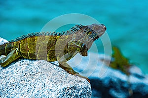 Green iguana, also known as the American iguana, herbivorous species of lizard of the genus Iguana.