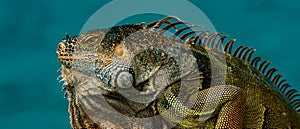 Green iguana, also known as the American iguana, herbivorous species of lizard of the genus Iguana.