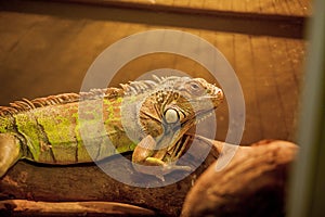 Green iguana, also known as American iguana, is a large, arboreal, lizard. Found in captivity as a pet due to its calm disposition