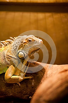 Green iguana, also known as American iguana, is a large, arboreal, lizard. Found in captivity as a pet due to its calm disposition