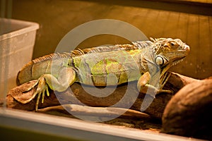 Green iguana, also known as American iguana, is a large, arboreal, lizard. Found in captivity as a pet due to its calm disposition photo