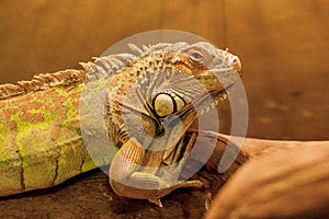 Green iguana, also known as American iguana, is a large, arboreal, lizard. Found in captivity as a pet due to its calm disposition