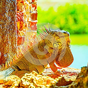 Green iguana, also known as the American iguana in the loophole of an ancient fort, the southernmost point of the USA, Key West
