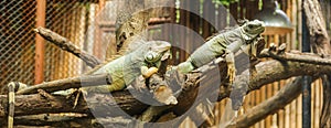 Green iguana Iguana iguana, also known as American iguana, is a large, arboreal, lizard. Found in captivity as a pet due to its