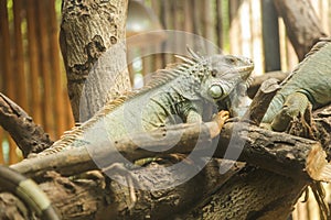Green iguana Iguana iguana, also known as American iguana, is a large, arboreal, lizard. Found in captivity as a pet due to its