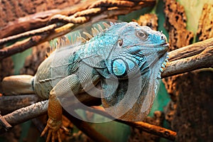 Green iguana is also known as a large arboreal lizard of the iguana genus. Terrarium at the zoo. Selective focus. Cloce up