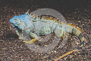 Green iguana / American iguana - green headed lizard