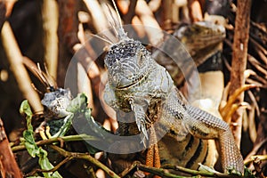 Green iguana or American iguana is a lizard reptile in a Mexican jungle in Oaxaca Mexico