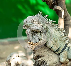 Green Iguana