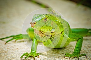 A green iguana basking in the sun