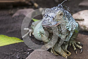 Green iguana big lizard