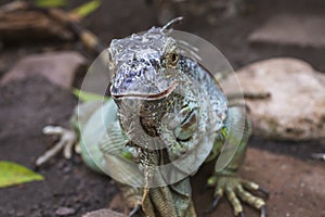 Green iguana big lizard