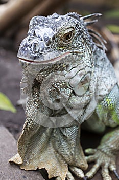 Green iguana big lizard