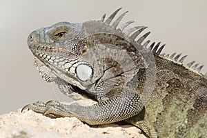 Green Iguana - Bonaire