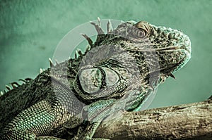 Green iguana on a branch