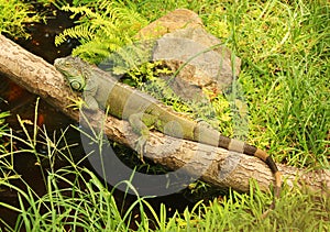 Green iguana on a branch photo