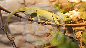 Green iguana on a branch, herbivorous lizard from the genus iguana
