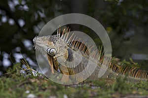 Green Iguana in breeding courtship colors