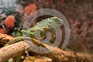 Green iguana on a brown background