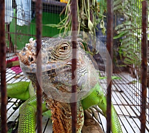 A green iguana in a cage