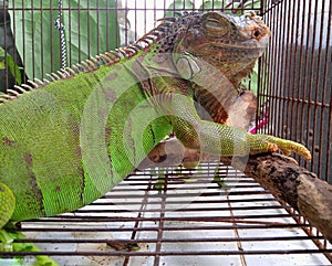 A green iguana in a cage