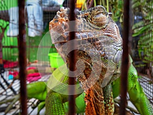A green iguana in a cage