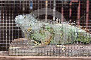 Green Iguana In Captivity