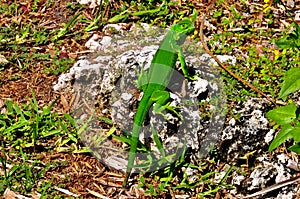 Green Iguana Caught Eating Lunch