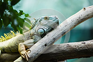 Green iguana climbing on a branch, close-up