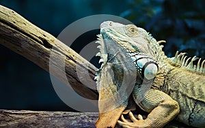 Green iguana climbing on a branch, close-up