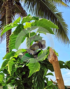 Green Iguana climbing a noni tree under palms, Montanita, Ecuador