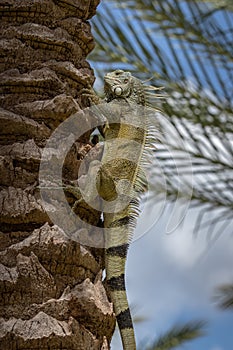 A green iguana climbing a palm tree photo