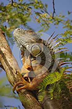 Green Iguana in tree