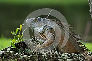Green Iguana climbing on tree root