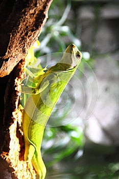 Green iguana climbs up on the cliff