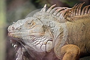 Green iguana close up