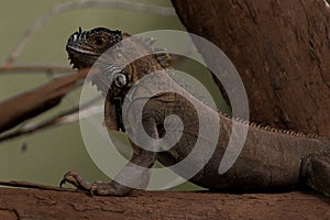 Green Iguana closeup shot. Also known as American Iguana.