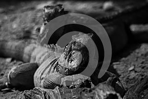 Green iguana or Common iguana / black and white photography