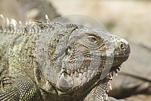 Green iguana or Common iguana / Is a species of iguana native to Central and South America