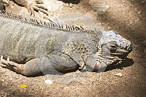 Green iguana or Common iguana / Is a species of iguana native to Central and South America