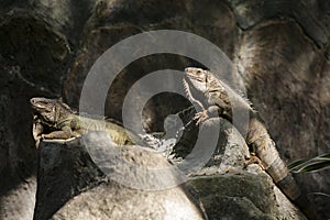 Green iguana or Common iguana / Is a species of iguana native to Central and South America